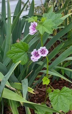 Beast and Beatrice icon