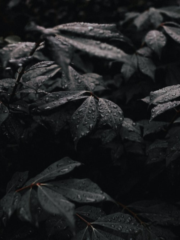 BLACK LEAVES FLEETING icon