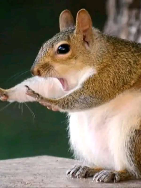 Veiled Bloodline icon