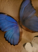 Wings and Feathers and Cuts icon