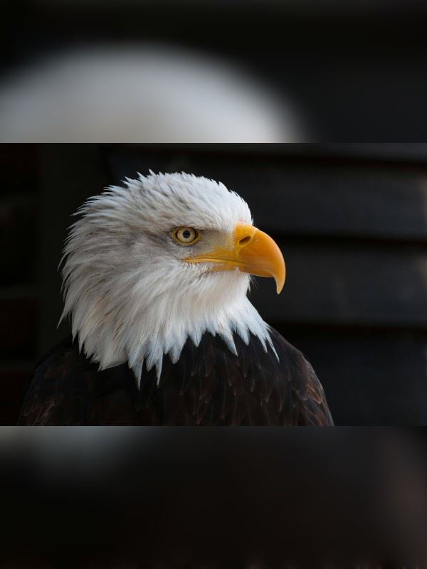 Natural Contest : BRAVE icon