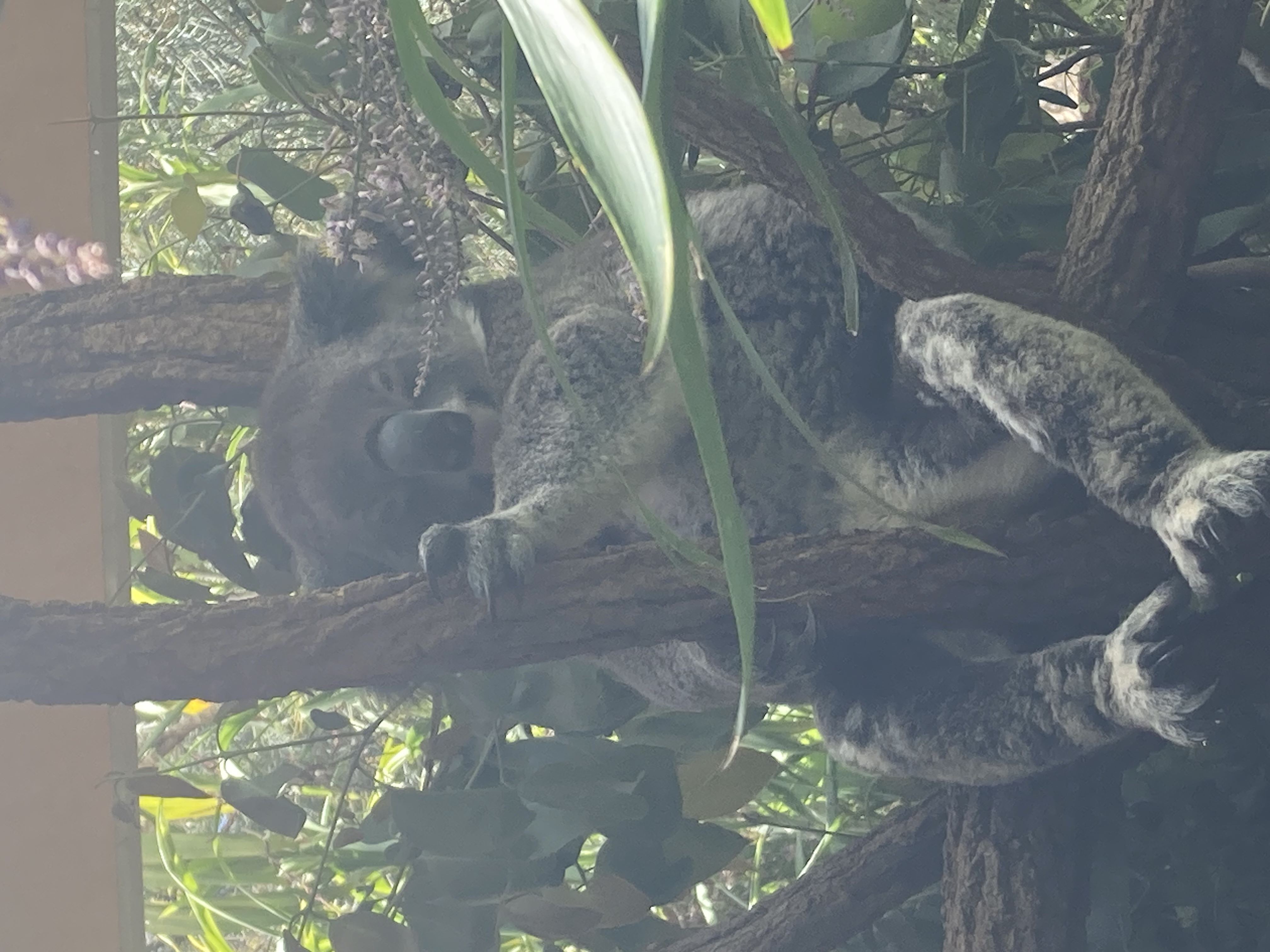 Shards Lost to the Void icon