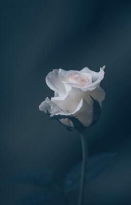 Verona Rosario (Book 5: A Mob Boss's daughter) icon