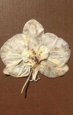 the planes / B.DOHWA ✓ icon