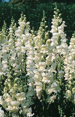 Antirrhinum [Y!Ennead x Gn!Reader] icon