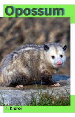 Opossum-(mxm) (Rever series Eight) icon
