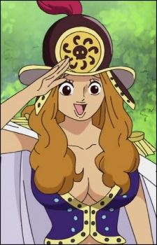 Aphelandra (アフェランドラ)