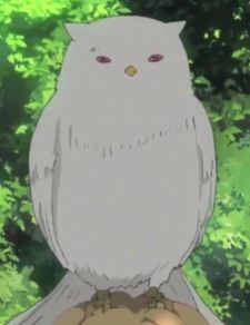 Hakuhi (ハクヒ)