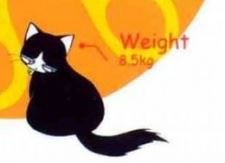 Shampoo (シャンプー / 珊璞)